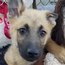 Thumbnail photo of Bubba #1