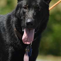 Thumbnail photo of Ruger #1
