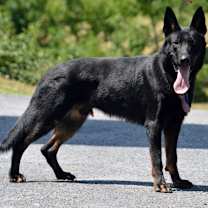 Thumbnail photo of Ruger #2