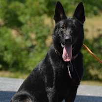 Thumbnail photo of Ruger #3