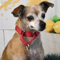 adopt-pet