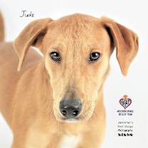 Thumbnail photo of Jude #1