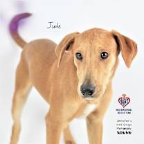 Thumbnail photo of Jude #2