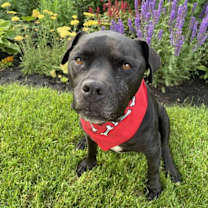 Thumbnail photo of Rico Suave #2