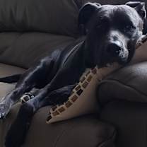 Thumbnail photo of TOBY #4