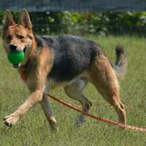 Thumbnail photo of Buddy #2