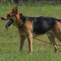 Thumbnail photo of Buddy #3