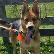 Thumbnail photo of Buddy #4
