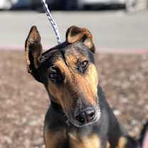 Thumbnail photo of Roxy #1