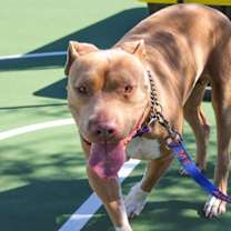 adopt-pet