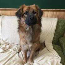 Thumbnail photo of Petunia #1