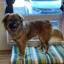 Thumbnail photo of Petunia #2