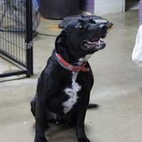 Thumbnail photo of Hemi #3
