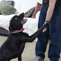 Thumbnail photo of Hemi #4