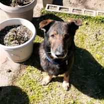 Thumbnail photo of Cesear #1