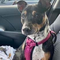 Thumbnail photo of Gabby #2