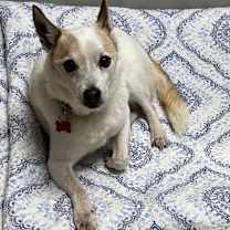 Thumbnail photo of Bart #1