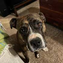 Thumbnail photo of Pepper #2