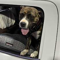 Thumbnail photo of Pepper #3