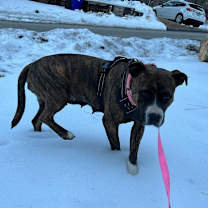 Thumbnail photo of Pepper #4