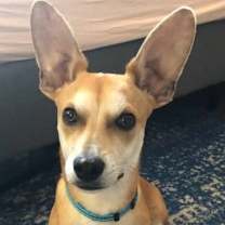 Thumbnail photo of Chico #1