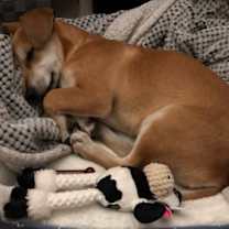 Thumbnail photo of Chico #3