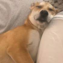 Thumbnail photo of Chico #4