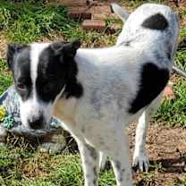 Thumbnail photo of GIA #2