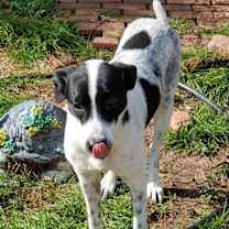 Thumbnail photo of GIA #1