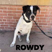 Thumbnail photo of Rowdy #1