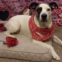 Thumbnail photo of Shiloh #2