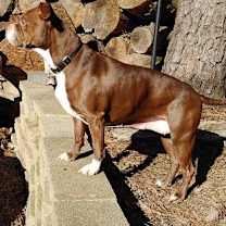 Thumbnail photo of Jessie Girl #3