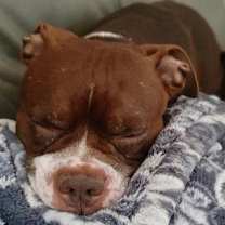 Thumbnail photo of Jessie Girl #4