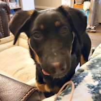 Thumbnail photo of Pepper #1