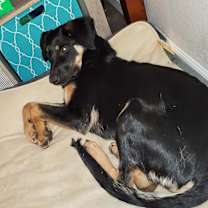 Thumbnail photo of Pepper #2