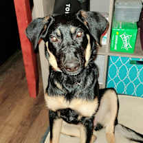 Thumbnail photo of Pepper #3