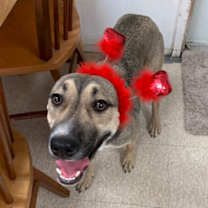 Thumbnail photo of Maggie #3