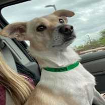 adopt-pet