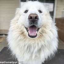 Thumbnail photo of Mary in NY - Very Pretty 'Pocket Pyr'! #1