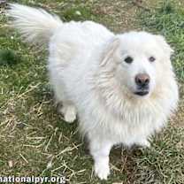 Thumbnail photo of Mary in NY - Very Pretty 'Pocket Pyr'! #2