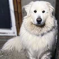 Thumbnail photo of Mary in NY - Very Pretty 'Pocket Pyr'! #3