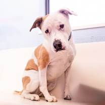 Thumbnail photo of Miss Molly #2