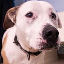 Thumbnail photo of Miss Molly #3