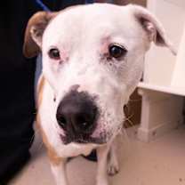 Thumbnail photo of Miss Molly #4