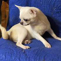 Thumbnail photo of Bruno #3