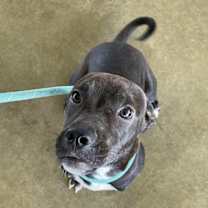 Thumbnail photo of Odin #2