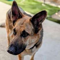 Thumbnail photo of Brother Bear #1