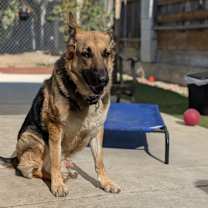 Thumbnail photo of Brother Bear #2