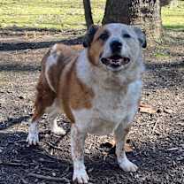 Thumbnail photo of Reecie #3