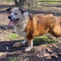 Thumbnail photo of Reecie #4